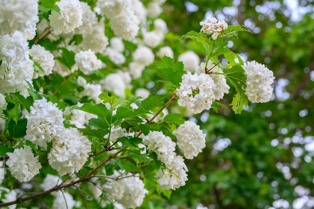 Blooming spring flowers. Large beautiful white balls of blooming Viburnum opulus Roseum Boule de Neige . White Guelder Rose or Viburnum opulus Sterilis, Snowball Bush, European Snowball.