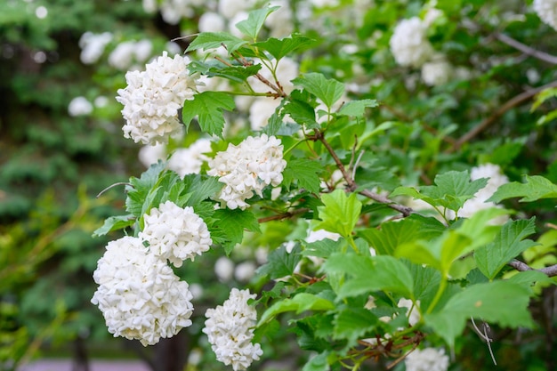 Blooming spring flowers Large beautiful white balls of blooming Viburnum opulus Roseum Boule de Neige White Guelder Rose or Viburnum opulus Sterilis Snowball Bush European Snowball