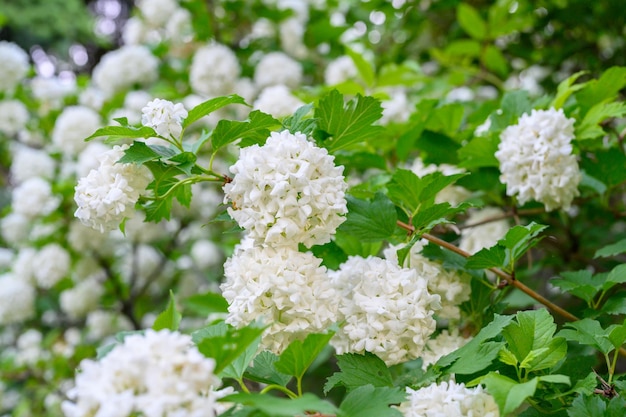 Blooming spring flowers Large beautiful white balls of blooming Viburnum opulus Roseum Boule de Neige White Guelder Rose or Viburnum opulus Sterilis Snowball Bush European Snowball