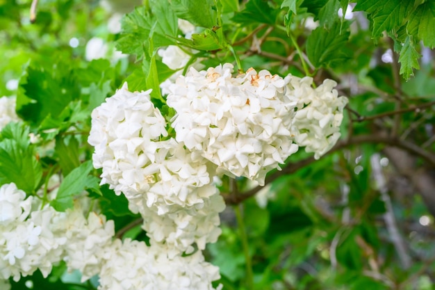 Blooming spring flowers Large beautiful white balls of blooming Viburnum opulus Roseum Boule de Neige White Guelder Rose or Viburnum opulus Sterilis Snowball Bush European Snowball