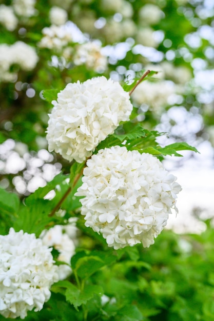 Blooming spring flowers Large beautiful white balls of blooming Viburnum opulus Roseum Boule de Neige White Guelder Rose or Viburnum opulus Sterilis Snowball Bush European Snowball