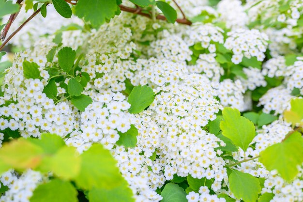 Blooming spring flowers. Lobularia maritima flowers (Alyssum maritimum, Sweet Alyssum, Sweet Alison) is a species of low-growing flowering plant in family Brassicaceae.