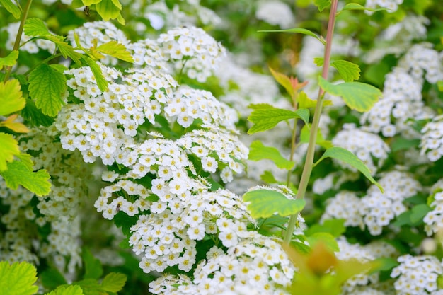 Blooming spring flowers. Lobularia maritima flowers Alyssum maritimum, Sweet Alyssum, Sweet Alison is a species of low-growing flowering plant.