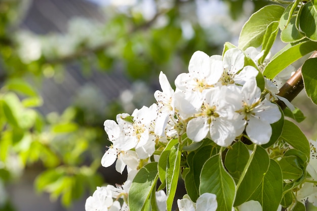 Blooming spring fruit trees in the garden the flowers of the trees from which you can get fruit or berries depending on the type of tree