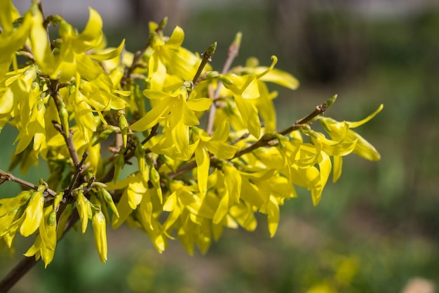 Blooming in spring garden bush forsythia with yellow flowers