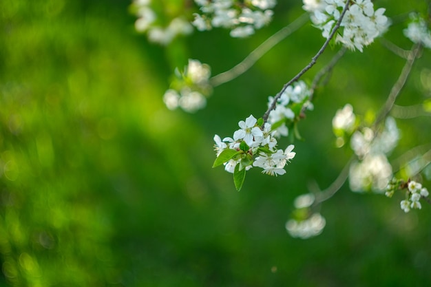 Blooming spring garden flowering twig on a background of green grass flower closeup