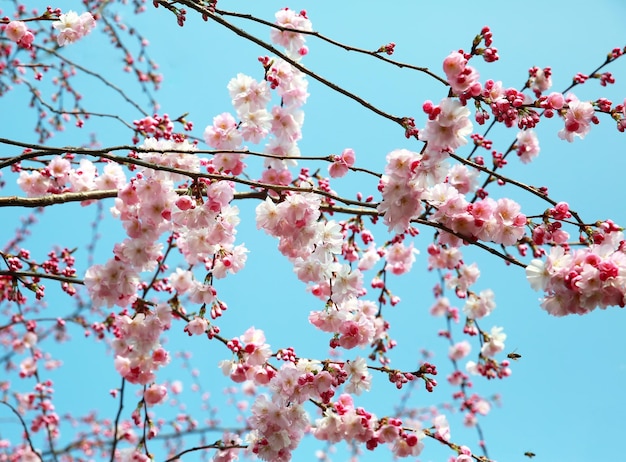 Blooming spring tree branch background