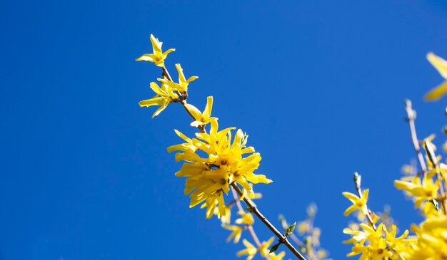 Blooming spring yellow shrub flowers - Forsythia intermedia border forsythia . Small yellow flowers on a branch against a blue sky