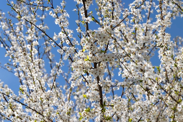 Blooming in the springtime of the year fruit trees in the garden