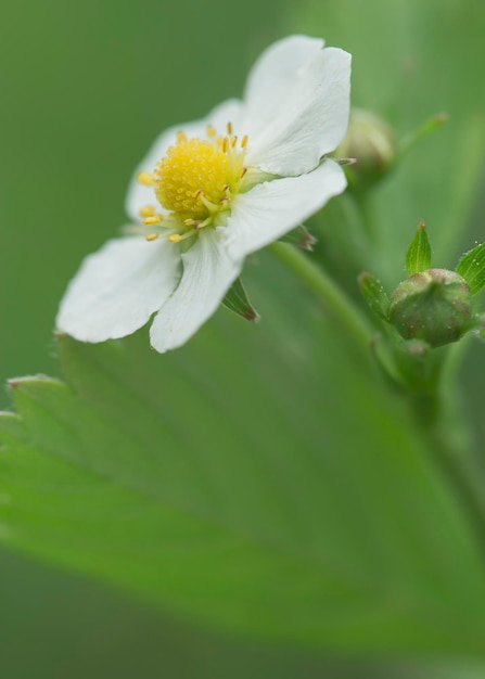 Blooming strawberries Fragaria on a blurry background of greenery