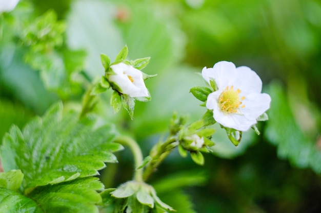 Blooming strawberries in the spring on the field. Fresh green leaves and strawberry flowers.