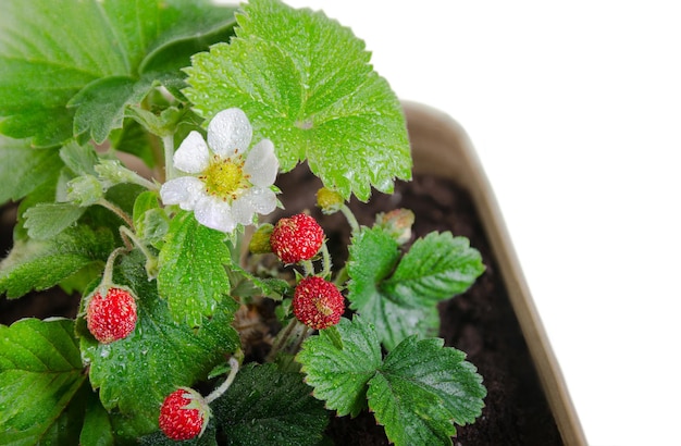 Blooming strawberries with water drops in a flower pot on a white background