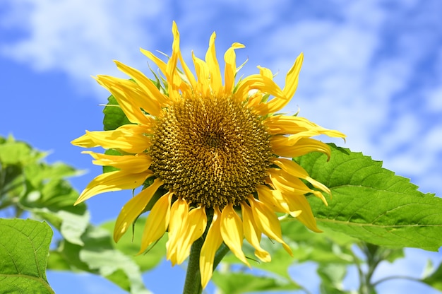 Blooming sunflower against the blue sky with clouds