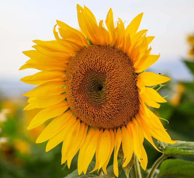 Blooming sunflower close up