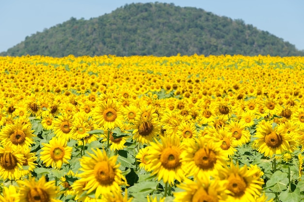 A blooming sunflower field in the countryside farm located on the hill, bright and fresh for travelers under the clear blue sky in the summertime, front view for the copy space.