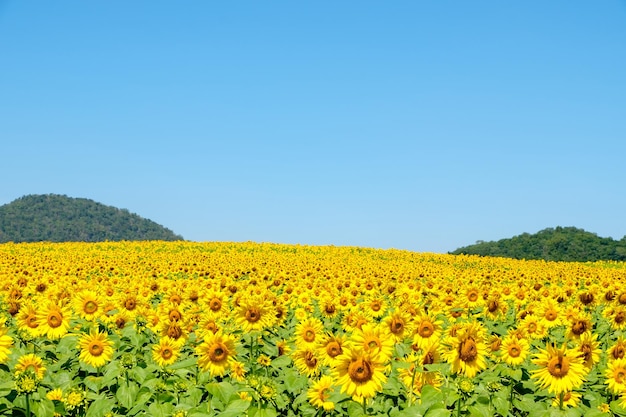 A blooming sunflower field in the countryside farm located on the hill bright and fresh for travelers under the clear blue sky in the summertime front view for the copy space