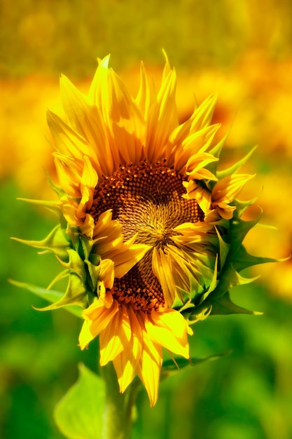 Blooming sunflower flower on the field Beautiful natural yellow background