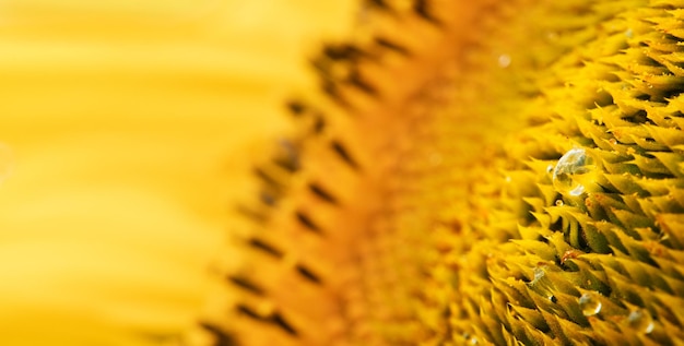 Blooming sunflower flower on the field Beautiful natural yellow background