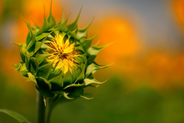 Blooming sunflower flower on the field Beautiful natural yellow background