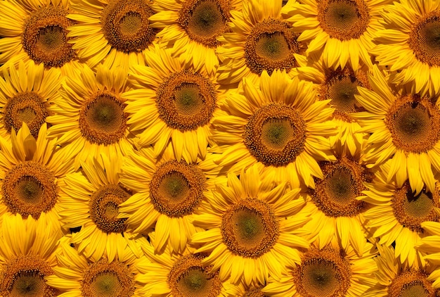 Blooming sunflower flowers Texture Abstract natural background