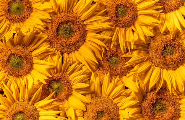 Blooming sunflower flowers Texture Abstract natural background