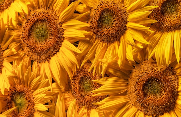 Blooming sunflower flowers Texture Abstract natural background