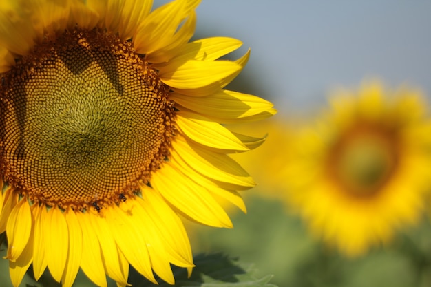 blooming sunflower on the garden in the fresh day time vacation