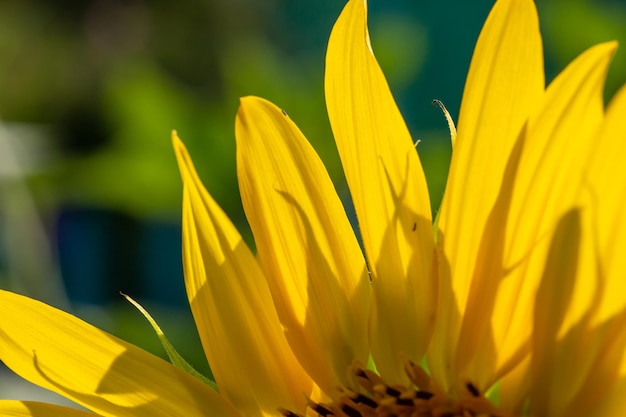 Blooming sunflower on a green background macro photography in sunny summer day.