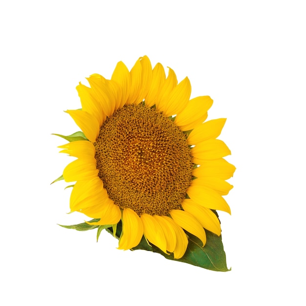 Blooming sunflower isolated on white background, beautiful yellow flower