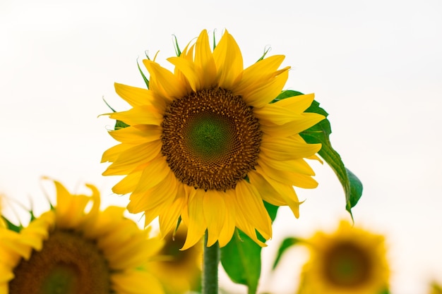 Blooming sunflower on a white background, close up.