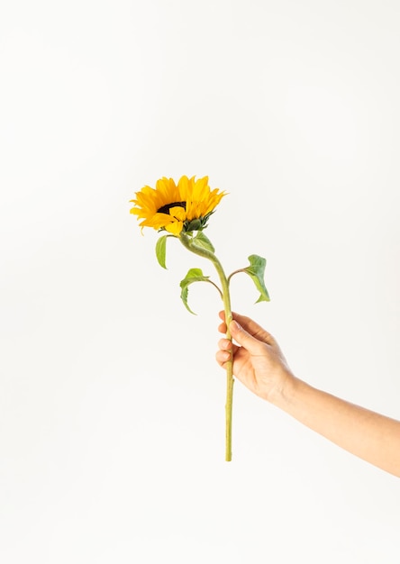 Blooming sunflower with yellow petals in hand on white background Vertical orient