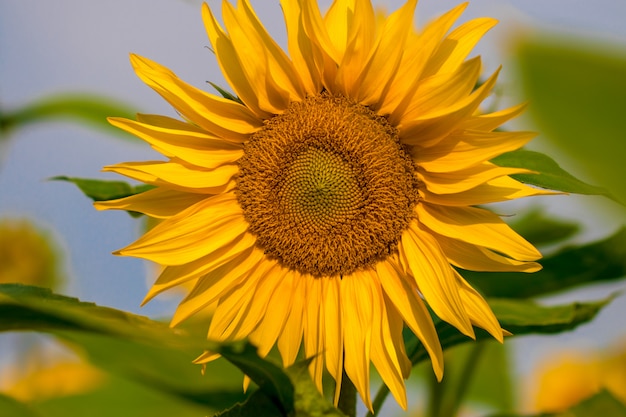 Blooming sunflowers on a  blue sky