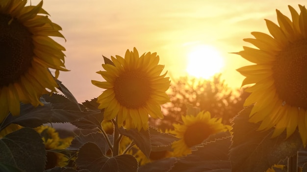 Blooming sunflowers on evening field at back sunset