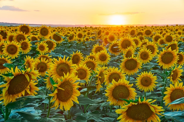 Blooming sunflowers in a field