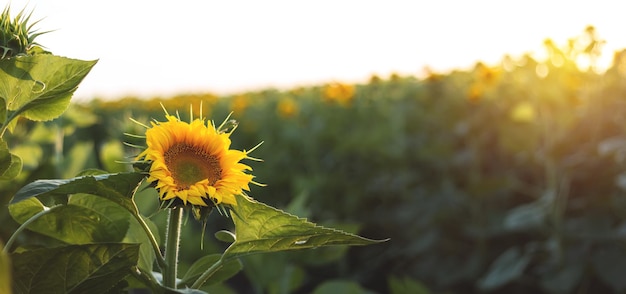 Blooming sunflowers Large agricultural field of sunflowers at sunset