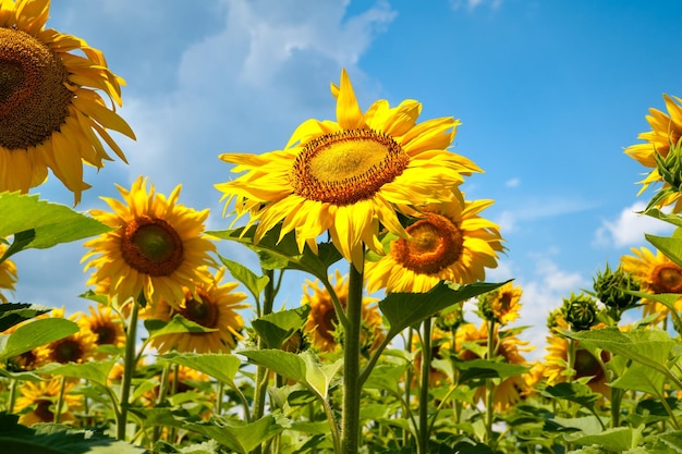 Blooming sunflowers Many flowers of yellow sunflowers and blue sky with clouds background