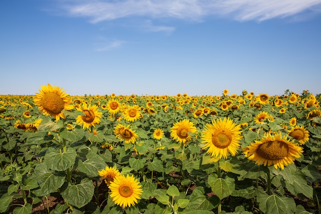 Blooming sunflowers natural. Summer landscape with sunflowers field