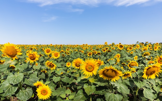 Blooming sunflowers natural. Summer landscape with sunflowers field