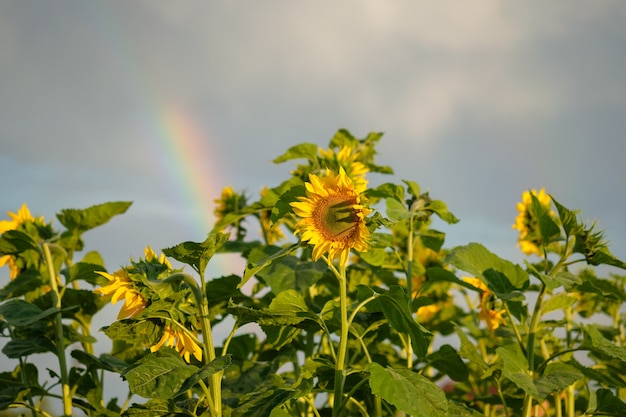 Blooming sunflowers on a rainbow background. beautiful natural background