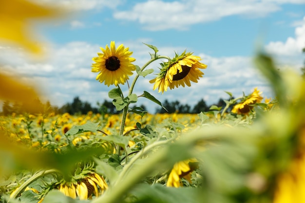 Blooming sunflowers