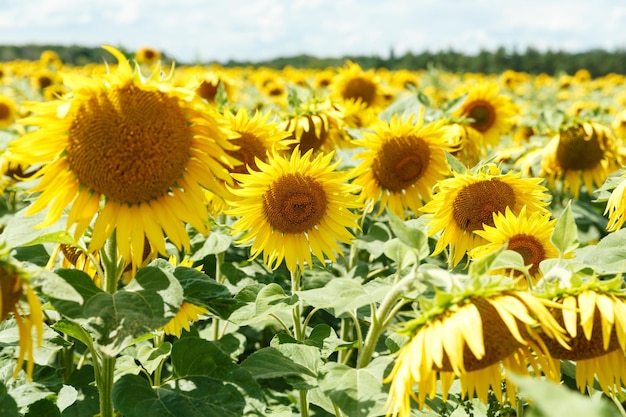 Blooming sunflowers