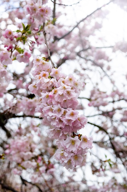 Blooming tender pink sacura tree in sunny day