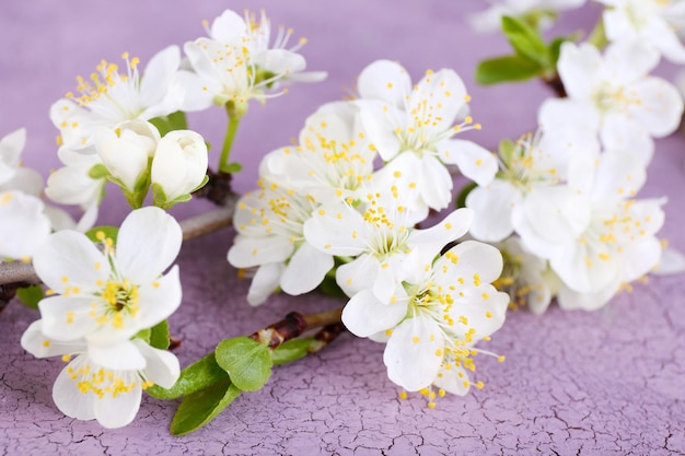 Blooming tree branch with white flowers on wooden background