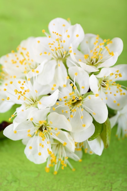 Blooming tree branch with white flowers on wooden background