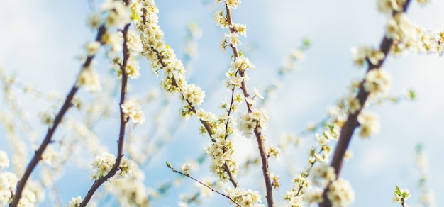 Blooming tree in the garden. Selective focus