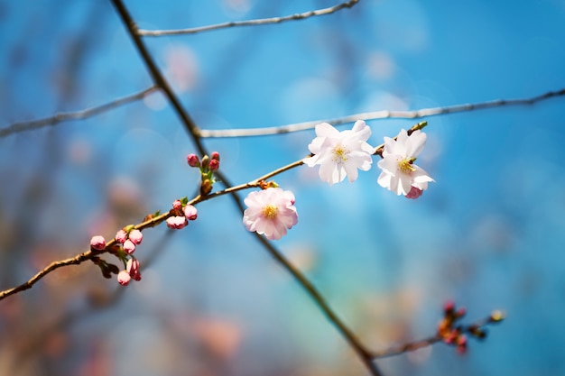 blooming tree during spring time