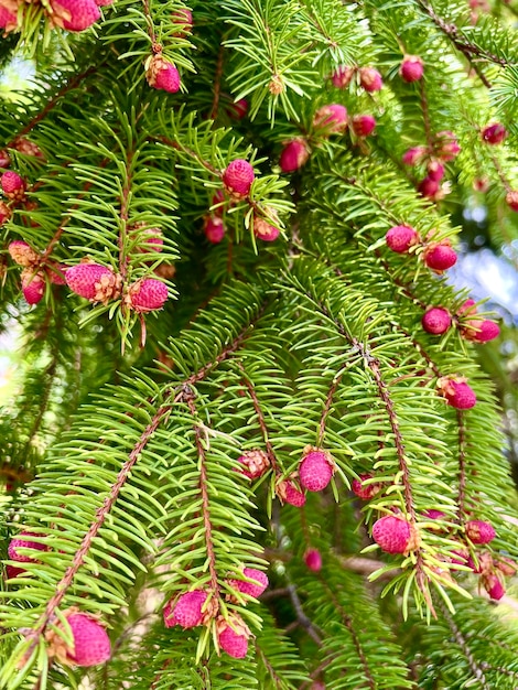 Blooming tree Spruce Acrocona Picea abies Acrocona Selective focus