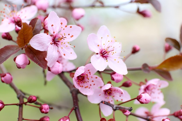 Blooming tree twigs with pink flowers in spring close up