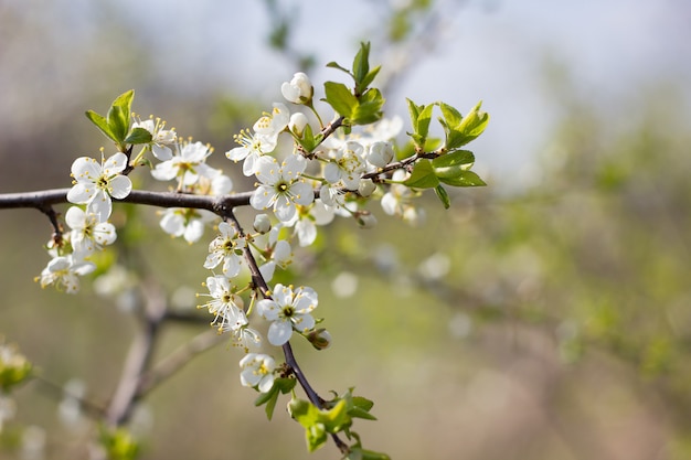 Blooming tree twigs. Young fragile twigs with flowers. Spring season