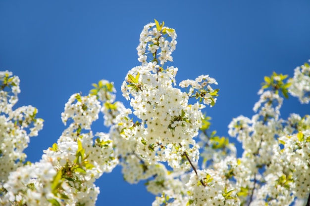 Blooming trees against the blue sky. Selective focus. Nature.